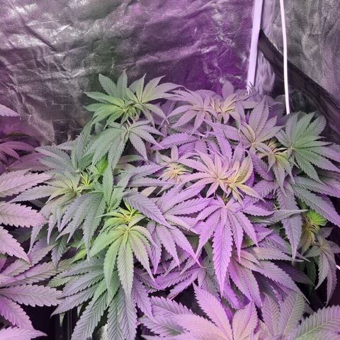 Honey Mints - Exotic Seed growlog timeline photo