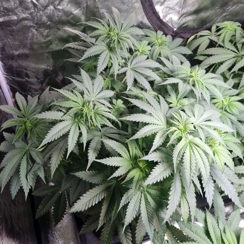 Kritikal K - Kannabia Seeds growlog timeline photo