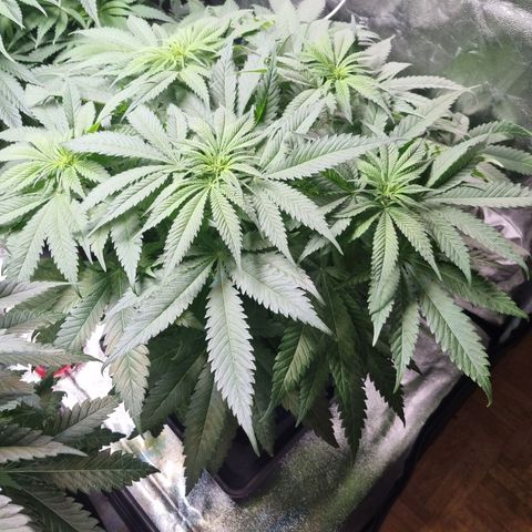 Colombian Jack - Kannabia Seeds growlog timeline photo