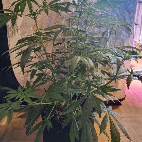 Sativa Dream - Kannabia Seeds growlog timeline photo