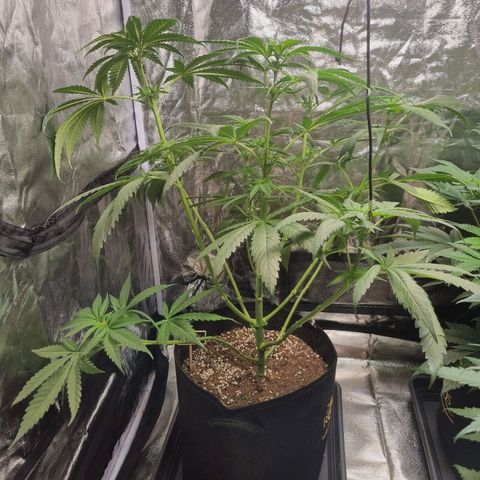 Sativa Dream - Kannabia Seeds growlog photo: After lollipopping