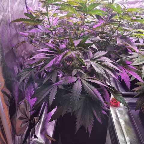 Kritikal K - Kannabia Seeds growlog timeline photo