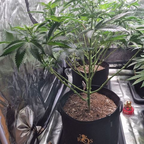 Kritikal K - Kannabia Seeds growlog photo: After 🍭 popping