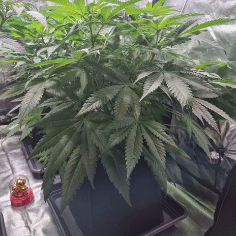 Colombian Jack - Kannabia Seeds growlog timeline photo