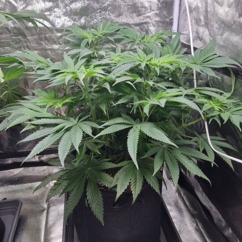 Honey Mints - Exotic Seed growlog timeline photo
