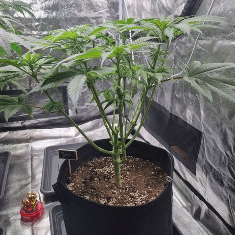 Colombian Jack - Kannabia Seeds growlog timeline photo