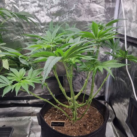 Colombian Jack - Kannabia Seeds growlog photo: After 🍭 popping