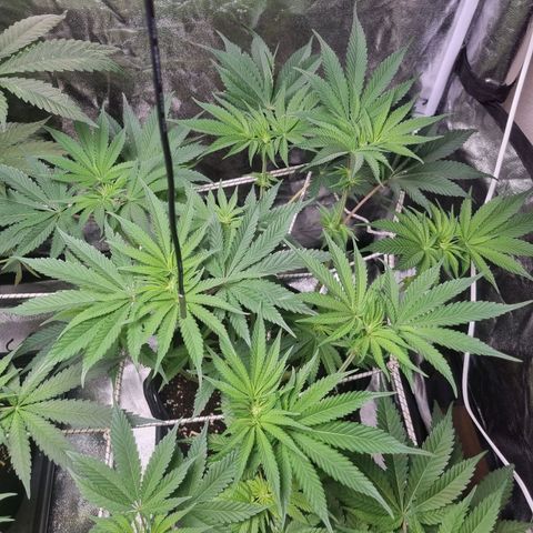 Honey Mints - Exotic Seed growlog timeline photo