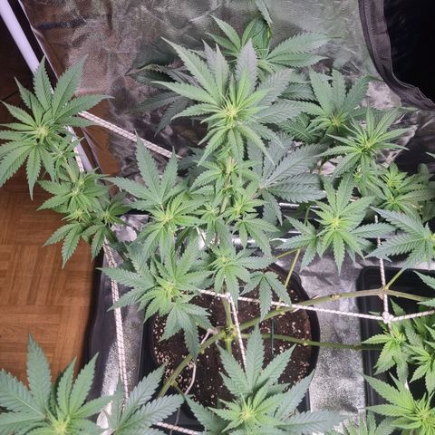 Kritikal K - Kannabia Seeds growlog timeline photo
