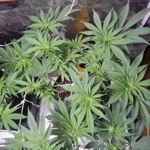 Colombian Jack - Kannabia Seeds growlog timeline photo