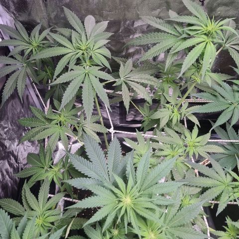 Sativa Dream - Kannabia Seeds growlog timeline photo