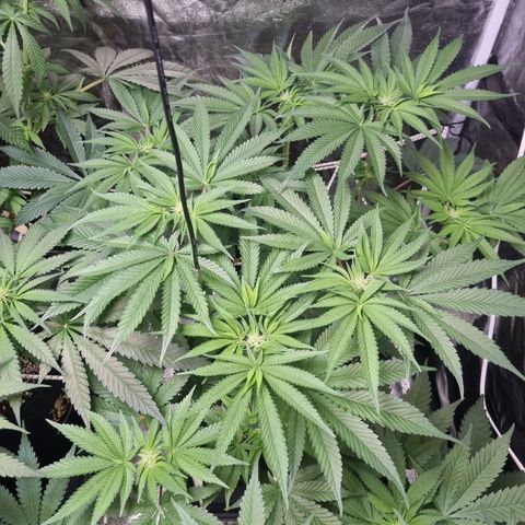 Honey Mints - Exotic Seed growlog timeline photo