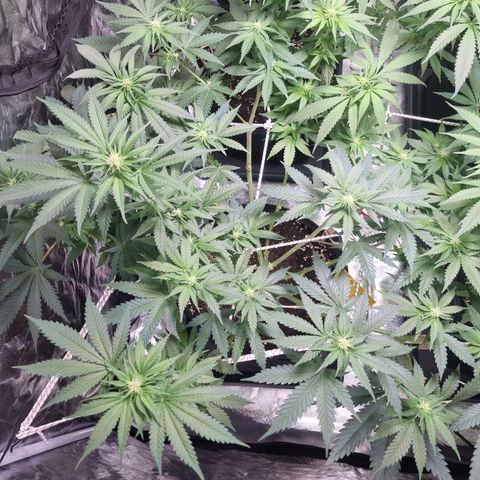 Kritikal K - Kannabia Seeds growlog timeline photo