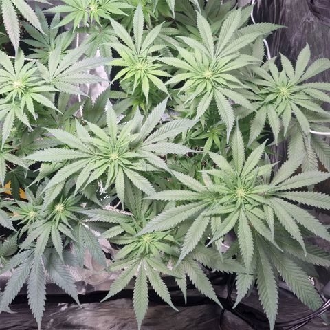 Colombian Jack - Kannabia Seeds growlog timeline photo