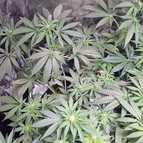 Sativa Dream - Kannabia Seeds growlog timeline photo