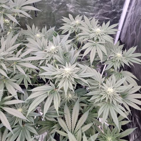 Honey Mints - Exotic Seed growlog timeline photo