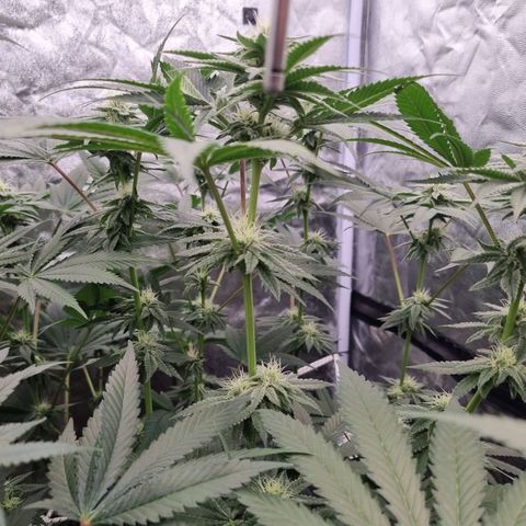 Honey Mints - Exotic Seed growlog timeline photo