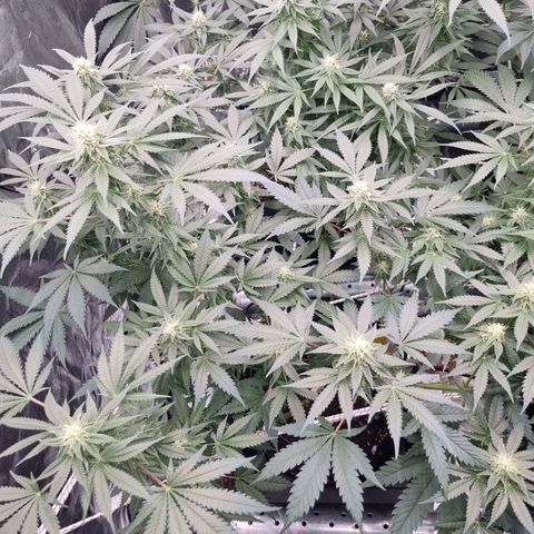Kritikal K - Kannabia Seeds growlog timeline photo