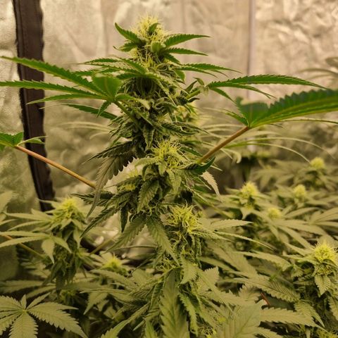 Kritikal K - Kannabia Seeds growlog timeline photo