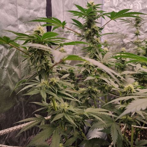 Kritikal K - Kannabia Seeds growlog timeline photo