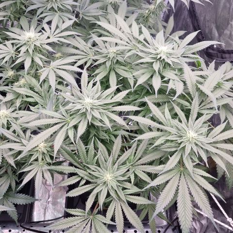 Colombian Jack - Kannabia Seeds growlog timeline photo
