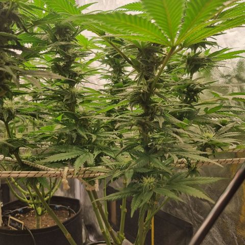 Colombian Jack - Kannabia Seeds growlog timeline photo