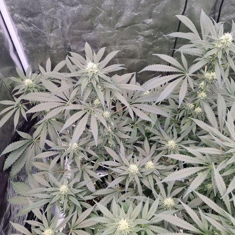 Sativa Dream - Kannabia Seeds growlog timeline photo