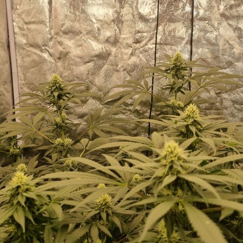 Sativa Dream - Kannabia Seeds growlog timeline photo