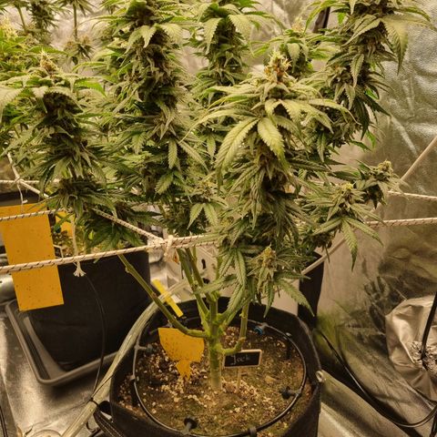 Colombian Jack - Kannabia Seeds growlog timeline photo