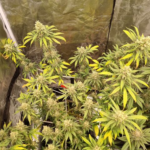 Sativa Dream - Kannabia Seeds growlog timeline photo
