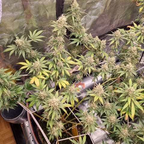 Kritikal K - Kannabia Seeds growlog timeline photo