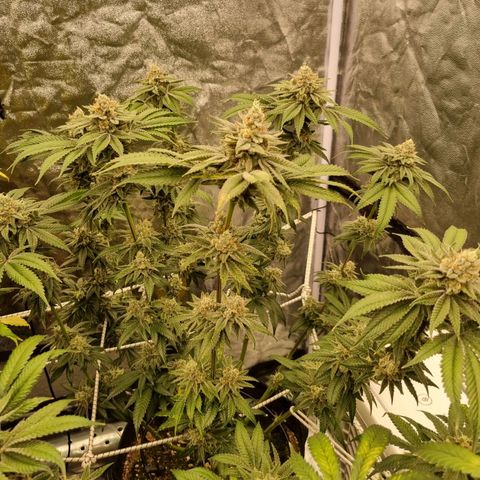 Honey Mints - Exotic Seed growlog timeline photo