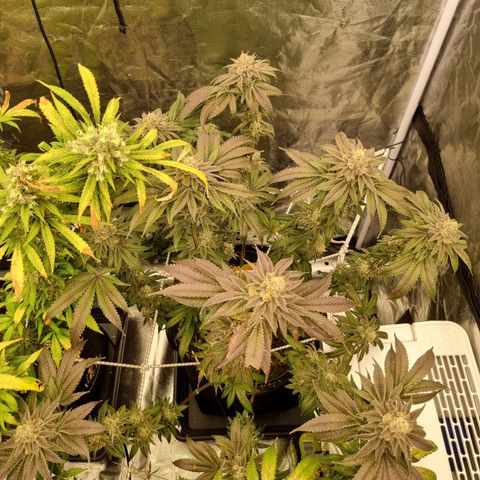 Honey Mints - Exotic Seed growlog timeline photo