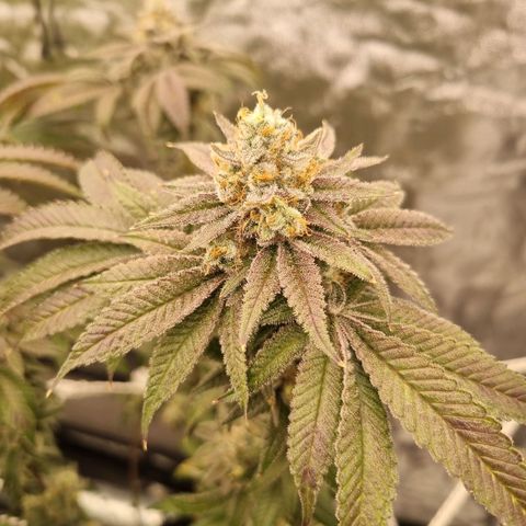 Honey Mints - Exotic Seed growlog timeline photo