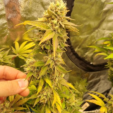 Kritikal K - Kannabia Seeds growlog timeline photo
