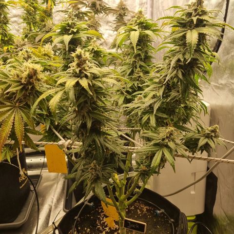 Colombian Jack - Kannabia Seeds growlog timeline photo