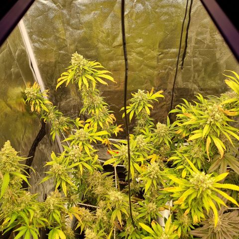Sativa Dream - Kannabia Seeds growlog timeline photo