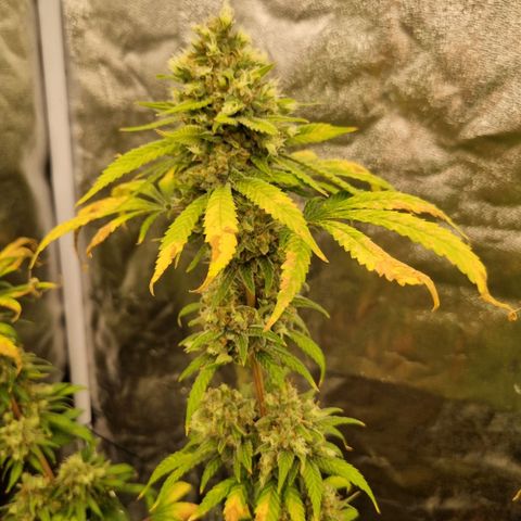 Sativa Dream - Kannabia Seeds growlog timeline photo