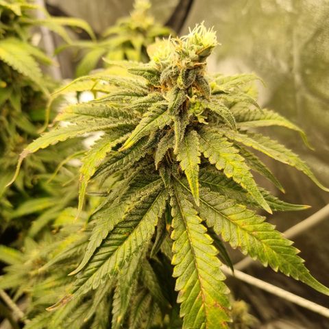 Colombian Jack - Kannabia Seeds growlog timeline photo