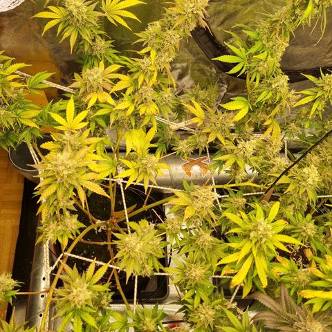Kritikal K - Kannabia Seeds growlog timeline photo
