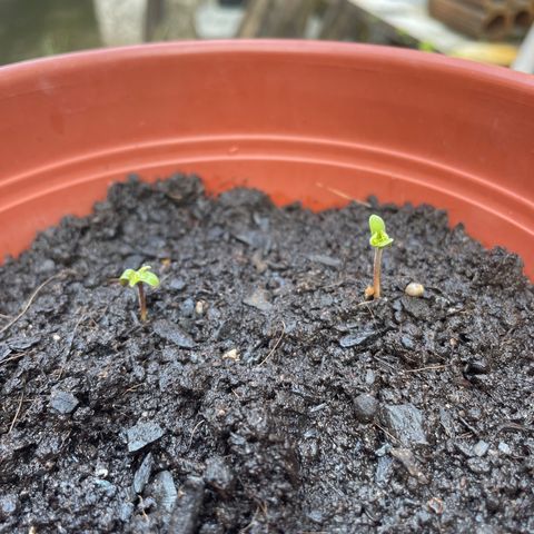 Fruit Spirit growlog timeline photo