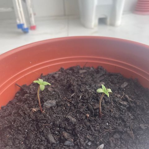 Fruit Spirit growlog timeline photo