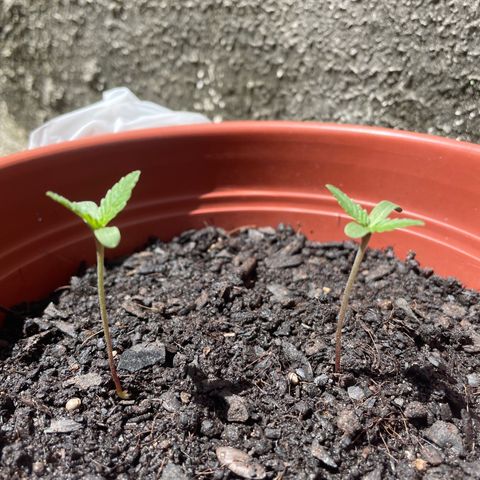 Fruit Spirit growlog timeline photo