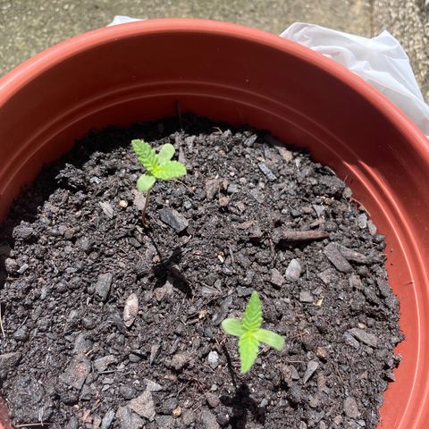 Fruit Spirit growlog timeline photo