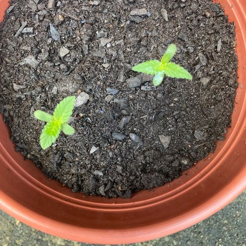 Fruit Spirit growlog timeline photo