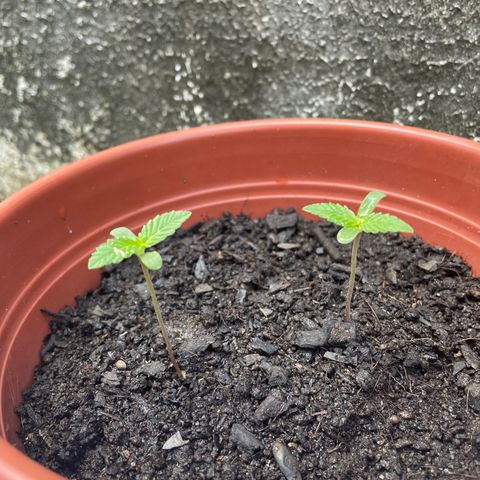 Fruit Spirit growlog timeline photo