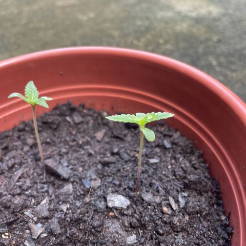 Fruit Spirit growlog timeline photo