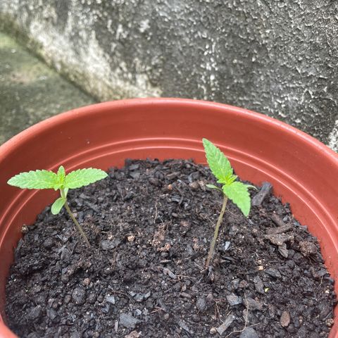 Fruit Spirit growlog timeline photo