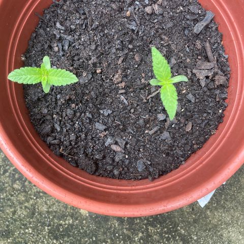 Fruit Spirit growlog timeline photo