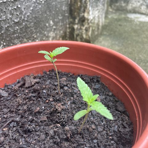 Fruit Spirit growlog timeline photo